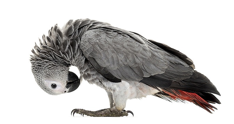 پرکنی feather plucking در طوطی ها؛ دلایل و راهکار های علمی